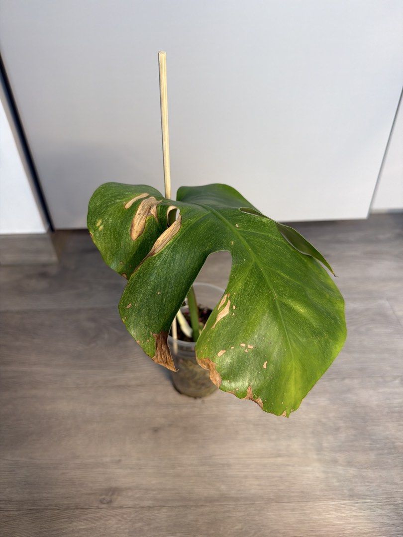 Monstera mint - mid cut