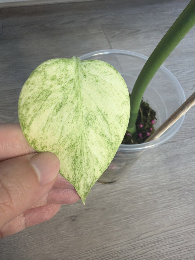 Monstera mint - mid cut446519706051553282