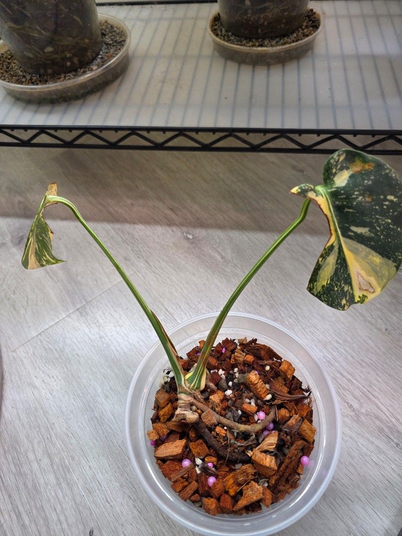 Monstera Yellowstar bottom cut with shoot