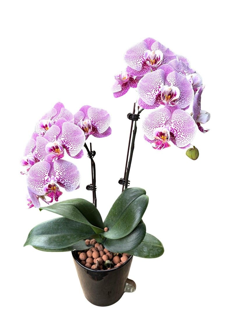 Mother's Day gift