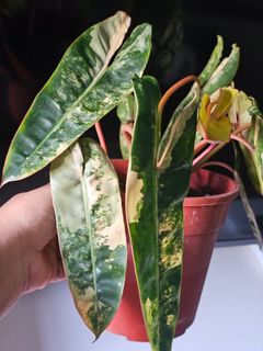 (Category: ) located in . Submitted by happygrowing (Listing ID 1436322546, Image 1). Description: .