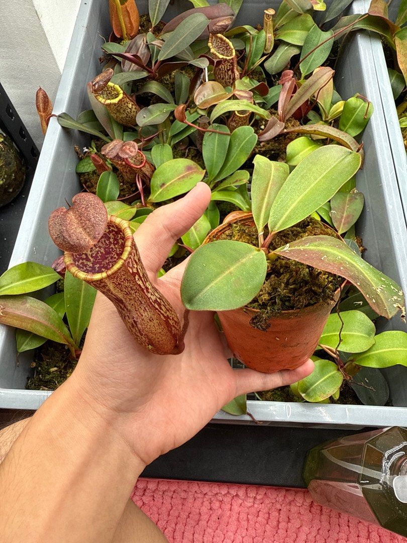Pitcher plant446654690194903041