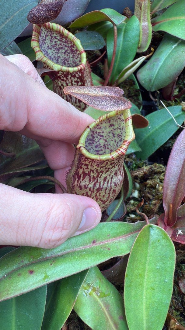 Pitcher plant