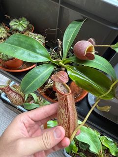 (Category: ) located in . Submitted by singaporecarnivorousplants (Listing ID 1436365041, Image 1). Description: .