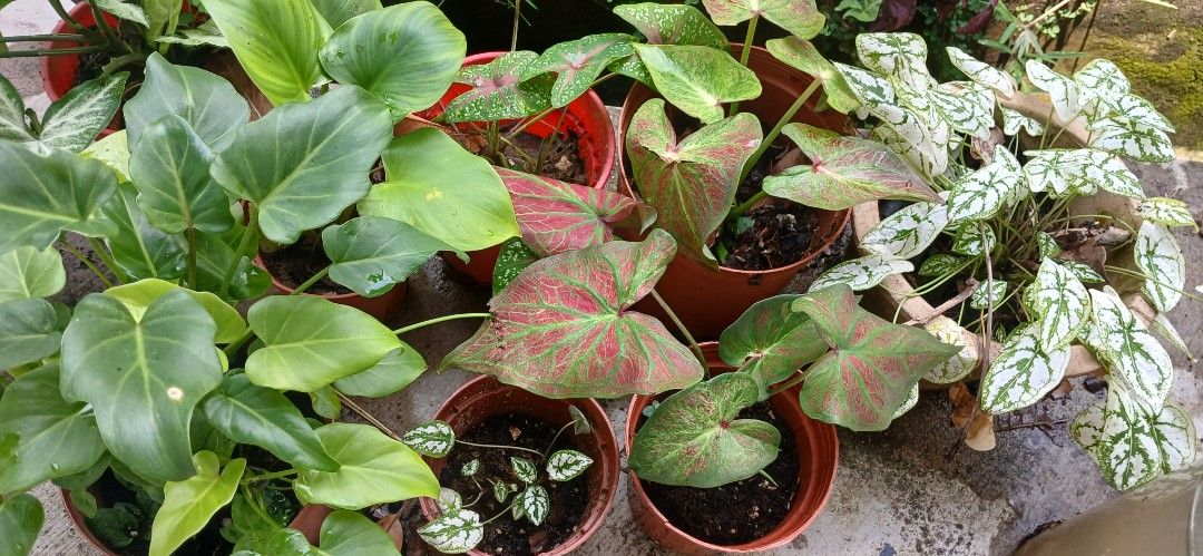 Plant's