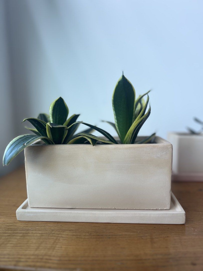 [second life]white rectangular planter with 2 x snake plant Hanii