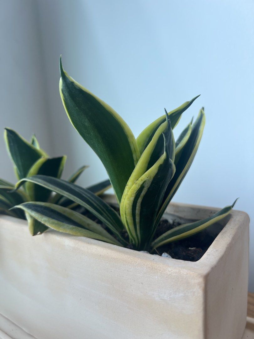 [second life]white rectangular planter with 2 x snake plant Hanii446519701867735041