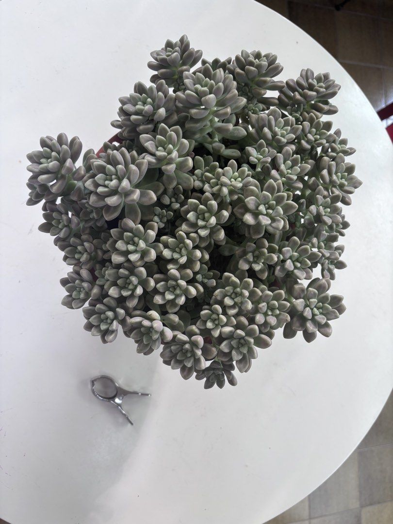 Succulent with pot
