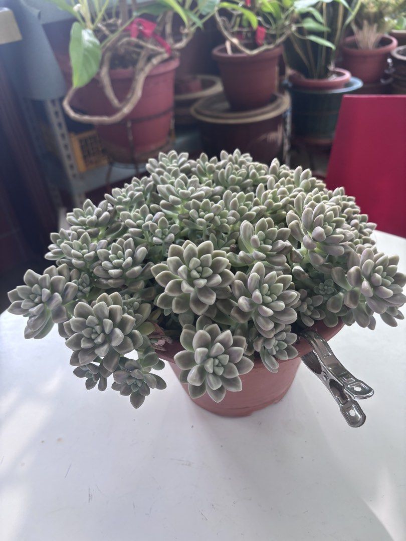 Succulent with pot446405545978777602