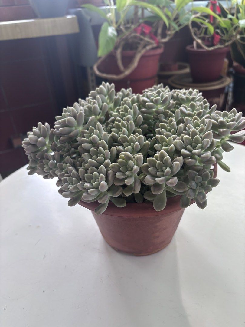 Succulent with pot446405545978777601