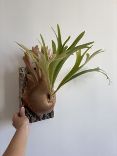 （分類：）位於 。 由 cl0601 提交（商品編號 1436565207，圖片 1）。簡介： 。