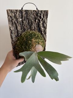 （分類：）位於 。 由 cl0601 提交（商品編號 1436568501，圖片 1）。簡介： 。