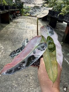 (Category: ) located in . Submitted by addicted2plants (Listing ID 1436474882, Image 1). Description: .