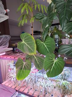 (Category: ) located in . Submitted by orchid62 (Listing ID 1436510065, Image 1). Description: .