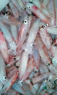 (Category: ) located in . Submitted by fisherman_baits609 (Listing ID 253562291, Image 1). Description: .