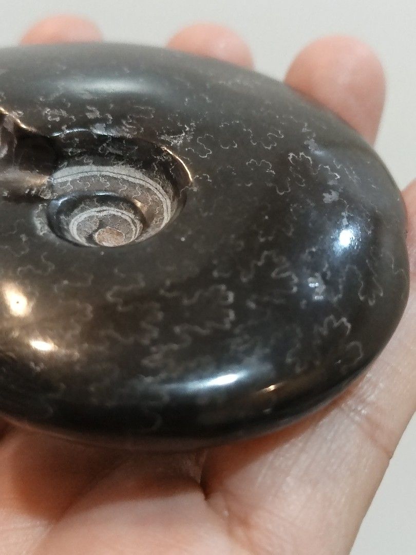 Black Ammonite Fossil (Category: Precious Stones) located in Bulacan. Submitted by sibs_ph_onlineshop (Listing ID 1436599998, Image 2). Description: -Picture may vary color due to light. -Natural stone ***2026 Firm Policy Payment First sa Shipping Fee if ayaw po pass**** For more pics or detailed information just pm us. Thanks✌️😄💯 All Natural stones have crack,lines,holes, dents etc Location: SAN JOSE DEL MONTE BULACAN MODE OF PAYMENT: BANK/GCA
