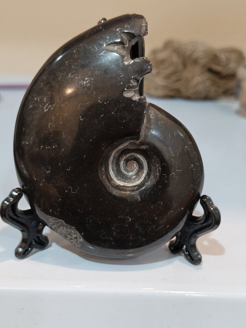 Black Ammonite Fossil (Category: Precious Stones) located in Bulacan. Submitted by sibs_ph_onlineshop (Listing ID 1436599998, Image 1). Description: -Picture may vary color due to light. -Natural stone ***2026 Firm Policy Payment First sa Shipping Fee if ayaw po pass**** For more pics or detailed information just pm us. Thanks✌️😄💯 All Natural stones have crack,lines,holes, dents etc Location: SAN JOSE DEL MONTE BULACAN MODE OF PAYMENT: BANK/GCA