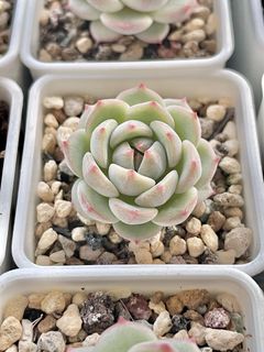 (Category: ) located in . Submitted by qq_garden (Listing ID 1434474713, Image 1). Description: .