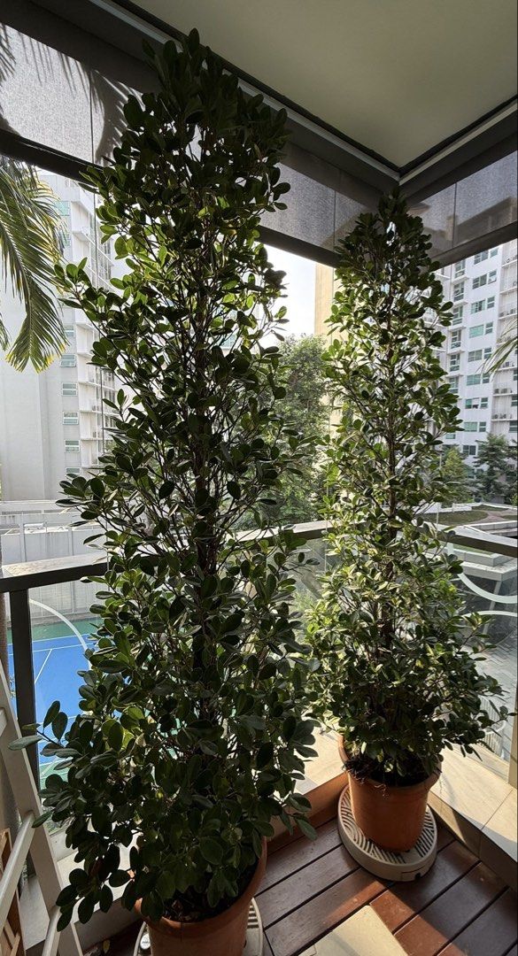 Ficus microcapa 2.2m tall448021170540390400