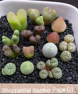 (Category: ) located in . Submitted by shopperpalgarden (Listing ID 1436505722, Image 1). Description: .