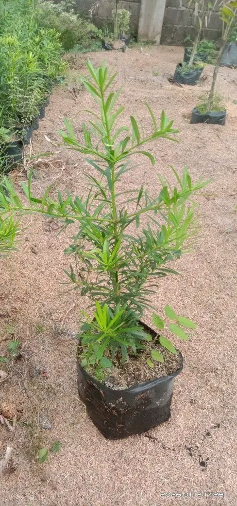 maki and others tropical plants (Category: Plants & Seeds) located in Caloocan City. Submitted by cmp_plantstrading (Listing ID 1436486971, Image 3). Description: we are selling maki plants and others tropical ornamental plants message to ordees.