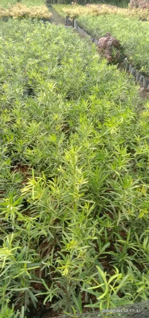 maki and others tropical plants (Category: Plants & Seeds) located in Caloocan City. Submitted by cmp_plantstrading (Listing ID 1436486971, Image 1). Description: we are selling maki plants and others tropical ornamental plants message to ordees.
