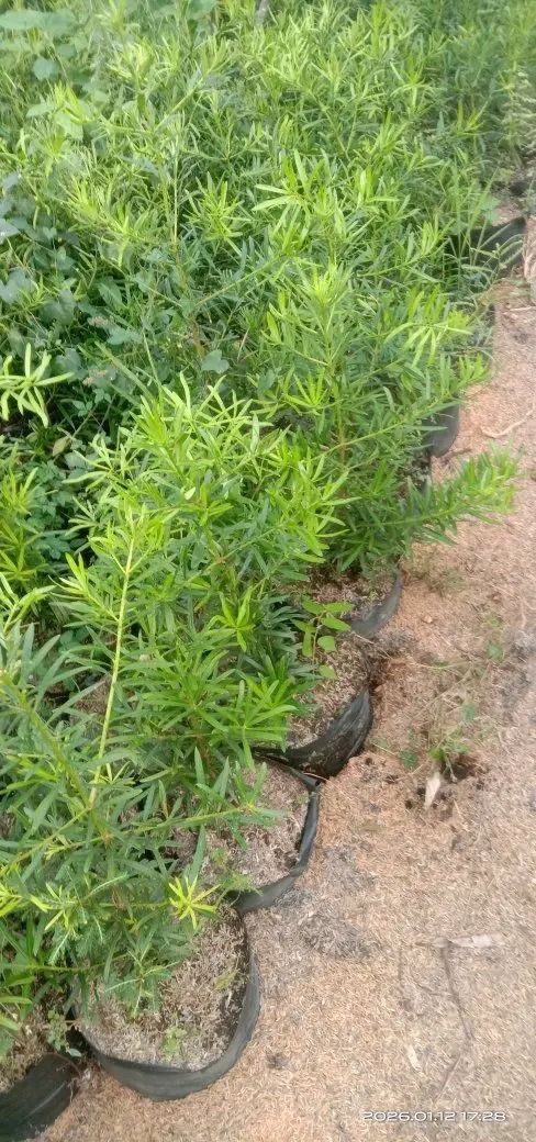 maki and others tropical plants (Category: Plants & Seeds) located in Caloocan City. Submitted by cmp_plantstrading (Listing ID 1436486971, Image 2). Description: we are selling maki plants and others tropical ornamental plants message to ordees.