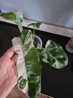 (Category: ) located in . Submitted by happygrowing (Listing ID 1436537304, Image 1). Description: .