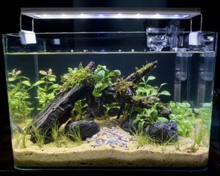 (Category: ) located in . Submitted by built_to_nature (Listing ID 1436523458, Image 1). Description: .