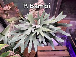 (Category: ) located in . Submitted by d.botanics (Listing ID 1434897569, Image 1). Description: .