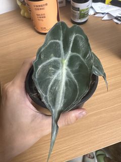 （分類：）位於 。 由 fingerfry 提交（商品編號 1436748163，圖片 1）。簡介： 。