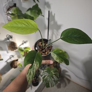(Category: ) located in . Submitted by d.botanics (Listing ID 1436791730, Image 1). Description: .
