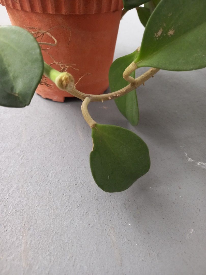Hoya448366538780856324