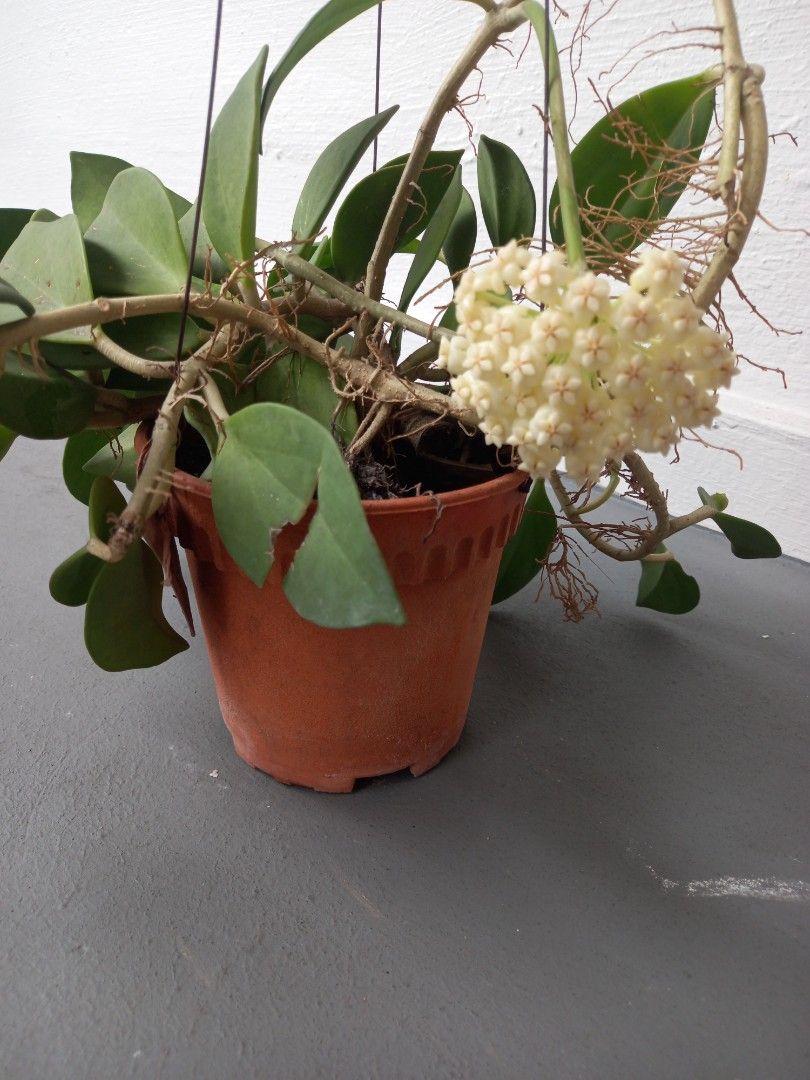 Hoya448366538780856322
