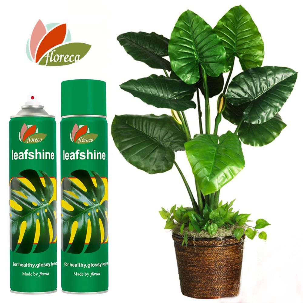 Leafshine Spray Plant Polish & Leaf Cleaner 600ml Glossy Leaf (Category: Gardening Tools & Ornaments) located in Manila. Submitted by idealpapers (Listing ID 1436736316, Image 1). Description: 1.Polishes your plants and foliage for a glossy, healthy & natural look 2.Simple and safe. Spray on - no wiping or rubbing - dries quickly 3.Removes water spots and calcium deposits, non-oily 4.Prevents dust from settling 5.Suitable for most foliage plants 