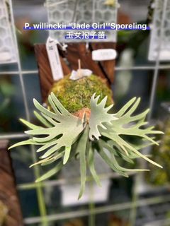 Platycerium willinckii For Sale | Buy 100+ Platycerium willinckii