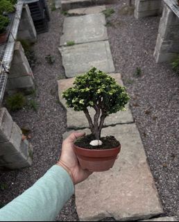(Category: ) located in . Submitted by plants_plants (Listing ID 1436777772, Image 1). Description: .