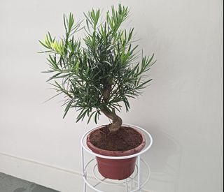 (Category: ) located in . Submitted by urban.cultivar (Listing ID 1436757948, Image 1). Description: .