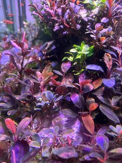 (Category: ) located in . Submitted by aquaticplants (Listing ID 1436812922, Image 1). Description: .