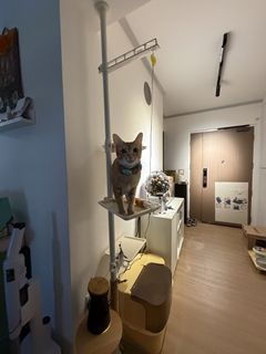 (Category: ) located in . Submitted by catopia643 (Listing ID 1436868957, Image 1). Description: .