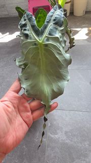 (Category: ) located in . Submitted by ywc1982 (Listing ID 1436906028, Image 1). Description: .