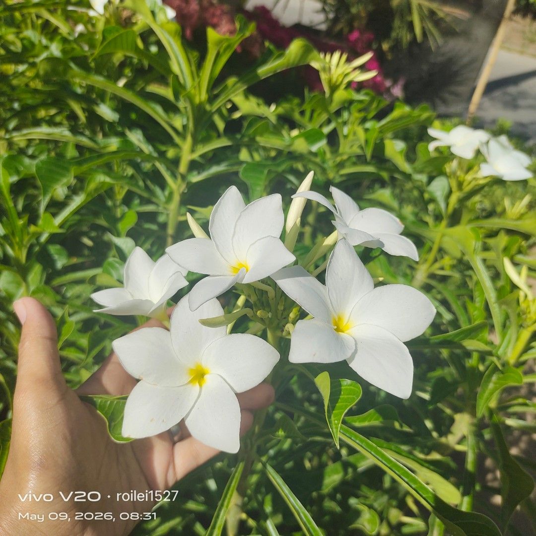 Arrow head (Category: Plants & Seeds) located in Silang. Submitted by luckykoki2018 (Listing ID 1436834795, Image 1). Description: .