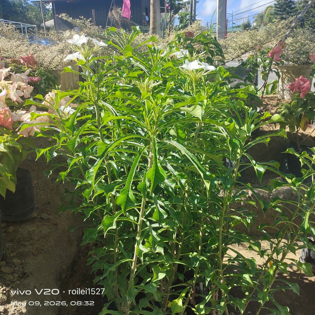 Arrow head (Category: Plants & Seeds) located in Silang. Submitted by luckykoki2018 (Listing ID 1436834795, Image 2). Description: .