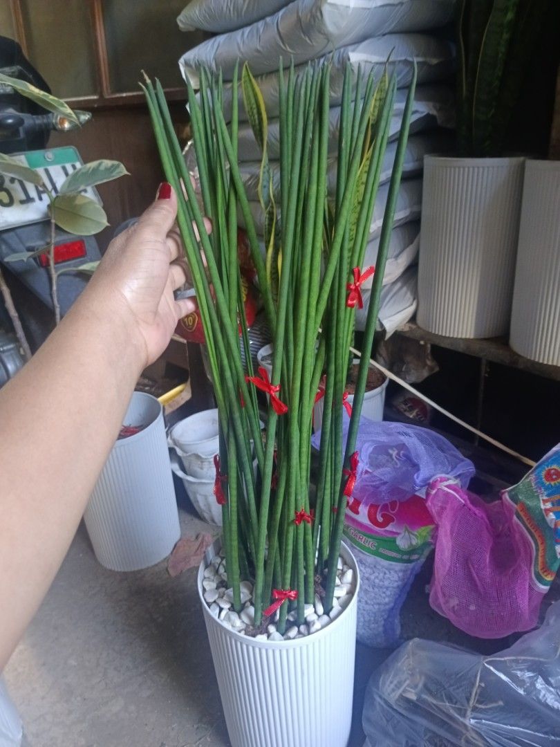 Bacularis fortune plant 4ft snake plant (Category: Plants & Seeds) located in Quezon City. Submitted by amazingmaria3680 (Listing ID 1436848983, Image 1). Description: .