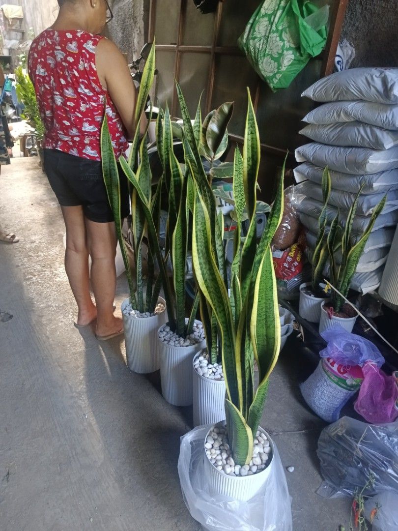 Bacularis fortune plant 4ft snake plant (Category: Plants & Seeds) located in Quezon City. Submitted by amazingmaria3680 (Listing ID 1436848983, Image 3). Description: .