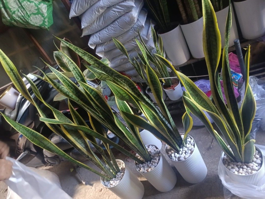 Bacularis fortune plant 4ft snake plant (Category: Plants & Seeds) located in Quezon City. Submitted by amazingmaria3680 (Listing ID 1436848983, Image 2). Description: .