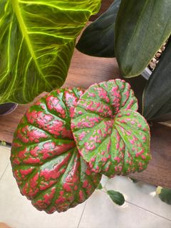 (Category: ) located in . Submitted by jubilantplants (Listing ID 1436952260, Image 1). Description: .