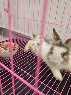 (Category: ) located in . Submitted by ayoi99 (Listing ID 1436912502, Image 1). Description: .