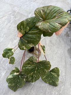 (Category: ) located in . Submitted by plant_guy (Listing ID 1436885456, Image 1). Description: .