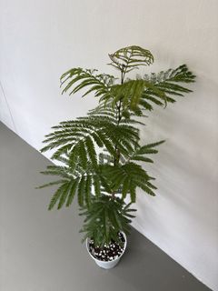 Japanese Ever Fresh Tree, Furniture & Home Living, Gardening, Plants ...
